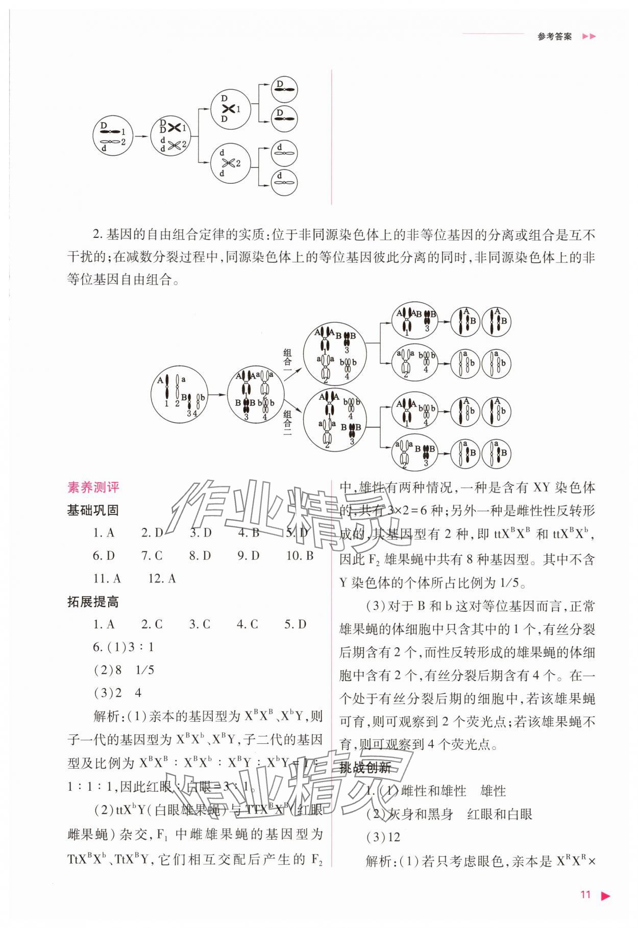 2025年普通高中同步練習冊高中生物必修2人教版 參考答案第11頁