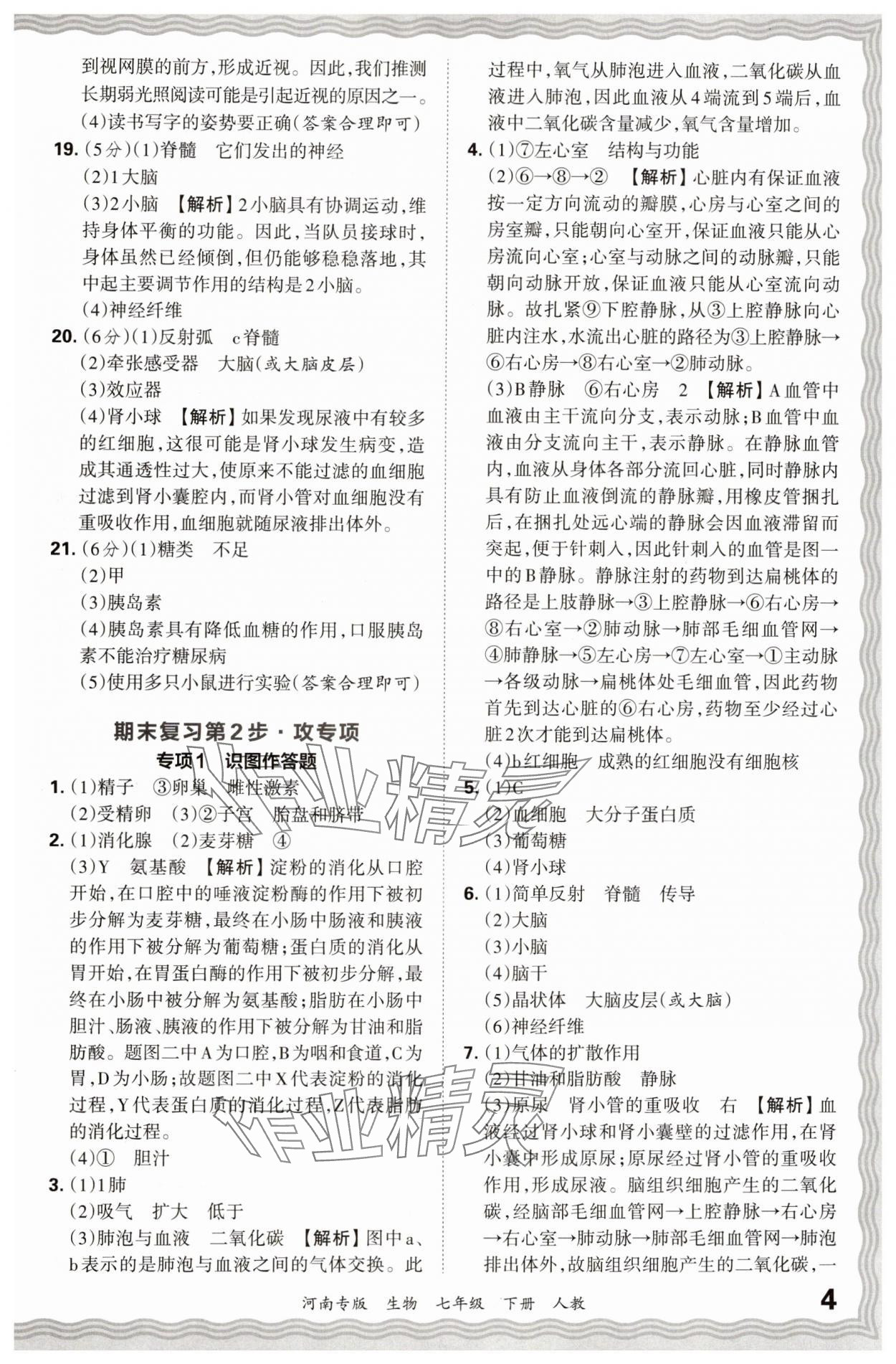 2024年王朝霞各地期末試卷精選七年級(jí)生物下冊人教版河南專版 參考答案第4頁