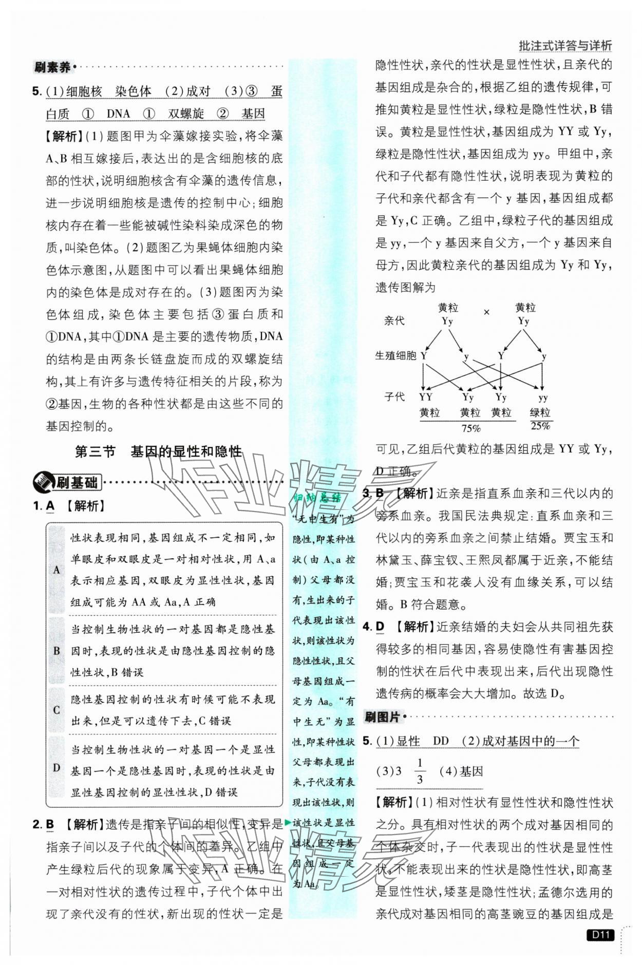 2025年初中必刷題八年級生物下冊人教版 參考答案第11頁