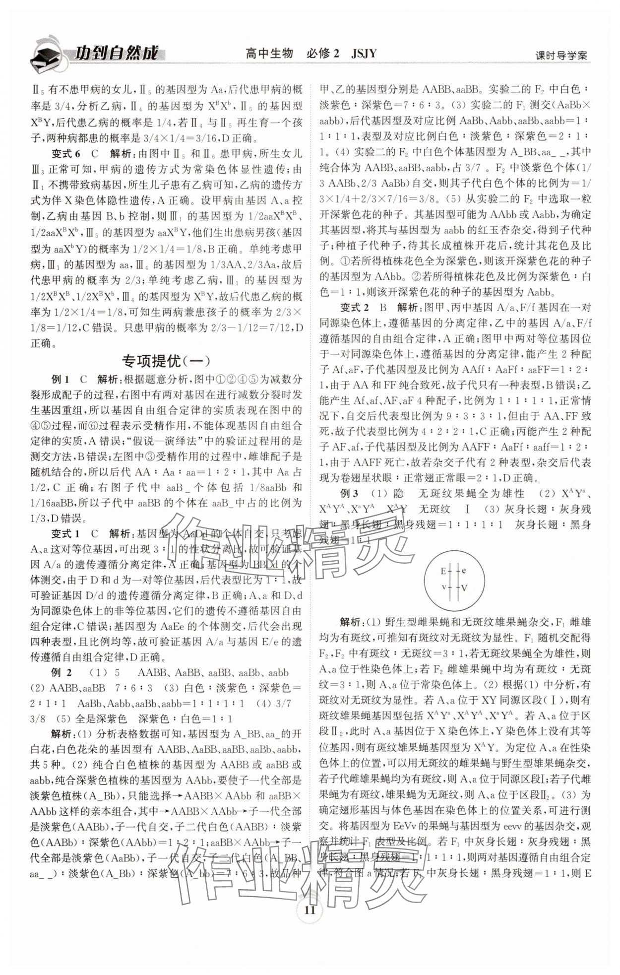 2025年功到自然成高中生物必修2蘇教版 參考答案第11頁