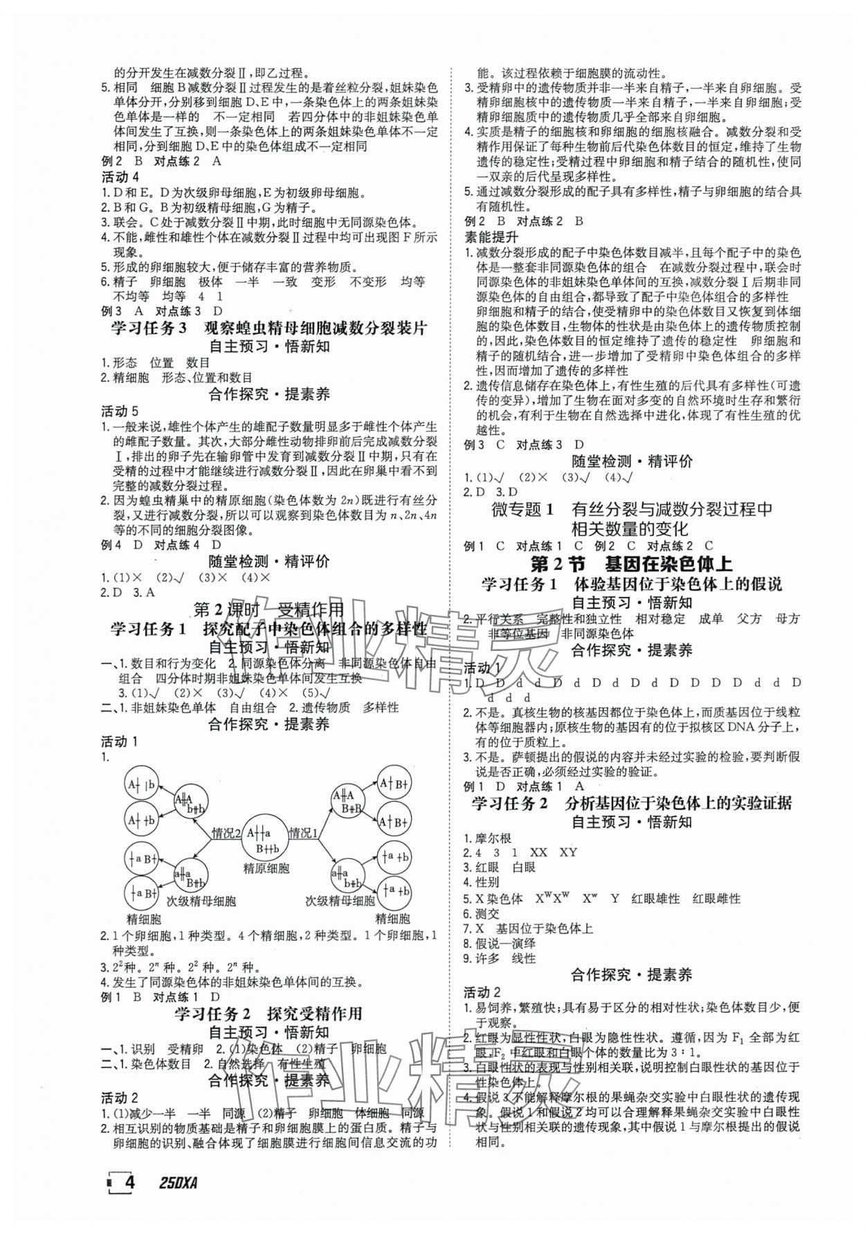 2025年金太陽導學案高中生物必修2人教版 參考答案第4頁