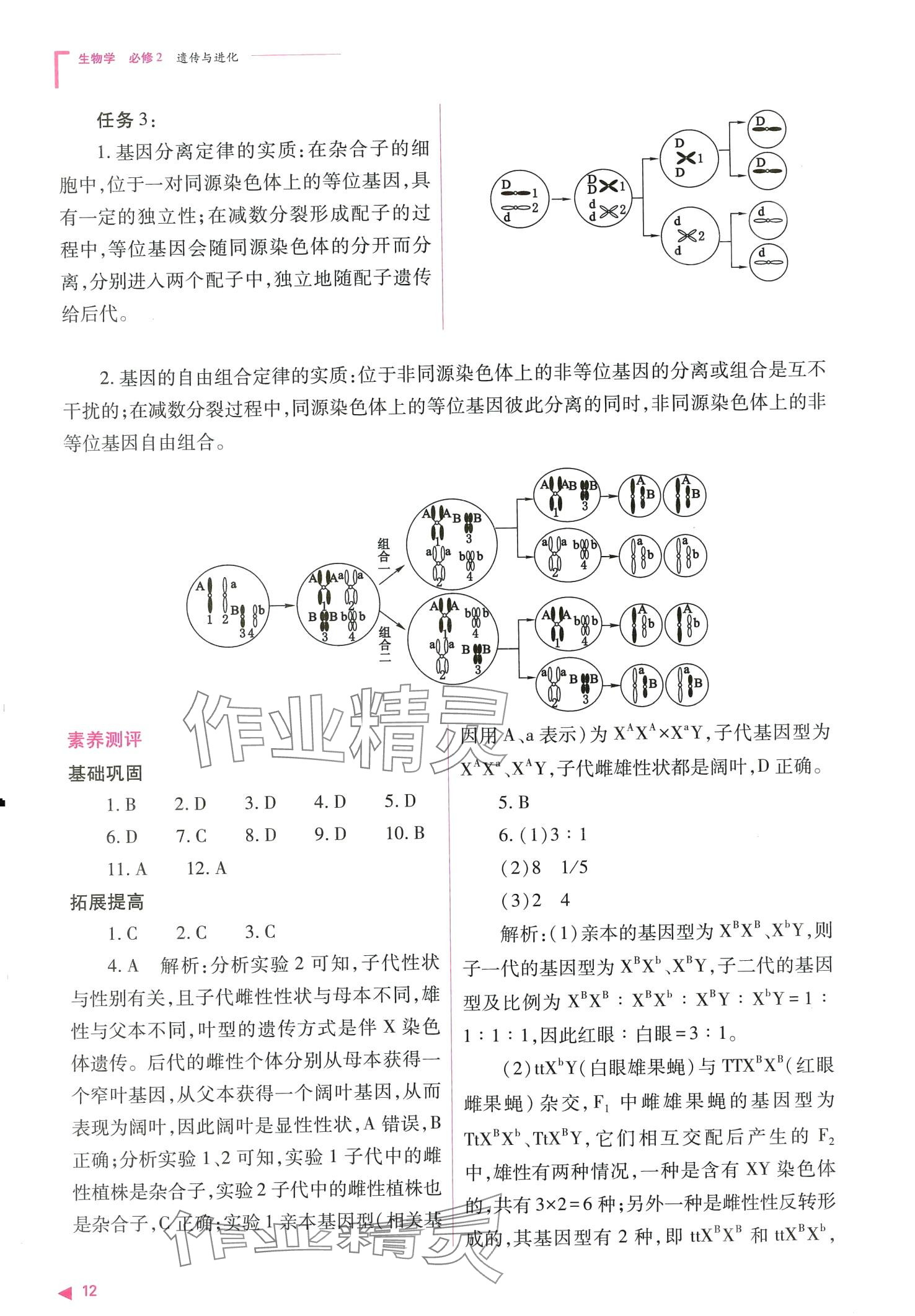 2024年普通高中新課程同步練習(xí)冊(cè)高中生物必修2人教版 第12頁(yè)