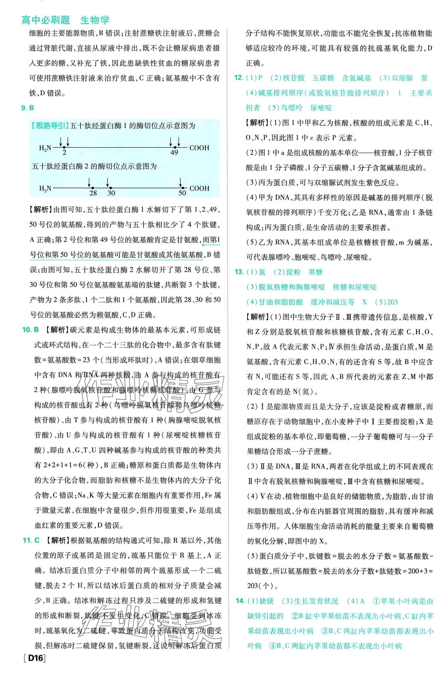 2024年高中必刷題（分子與細(xì)胞）高中生物必修1人教版 第20頁