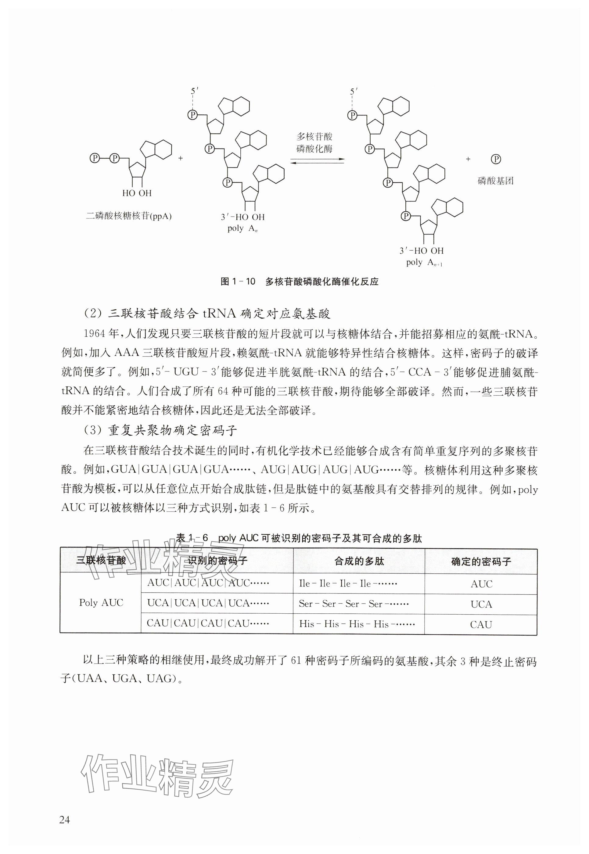 2024年教材課本高中生物必修2滬教版 參考答案第24頁