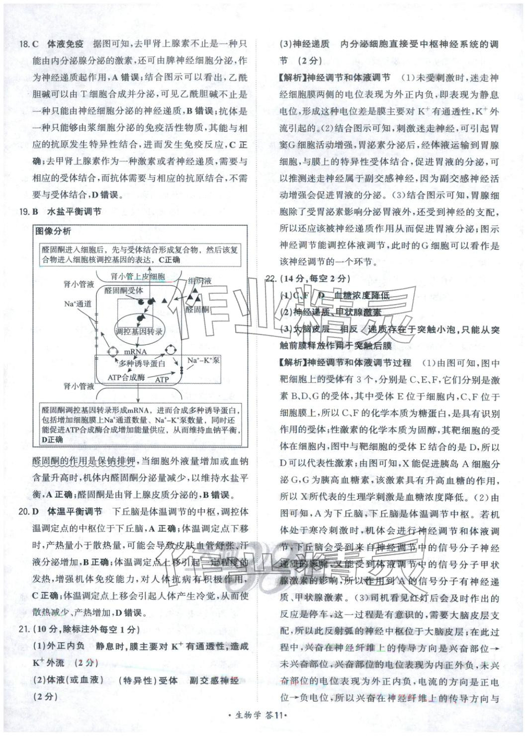 2025年天利38套對接高考單元專題測試卷高中生物選擇性必修第一冊人教版 第11頁