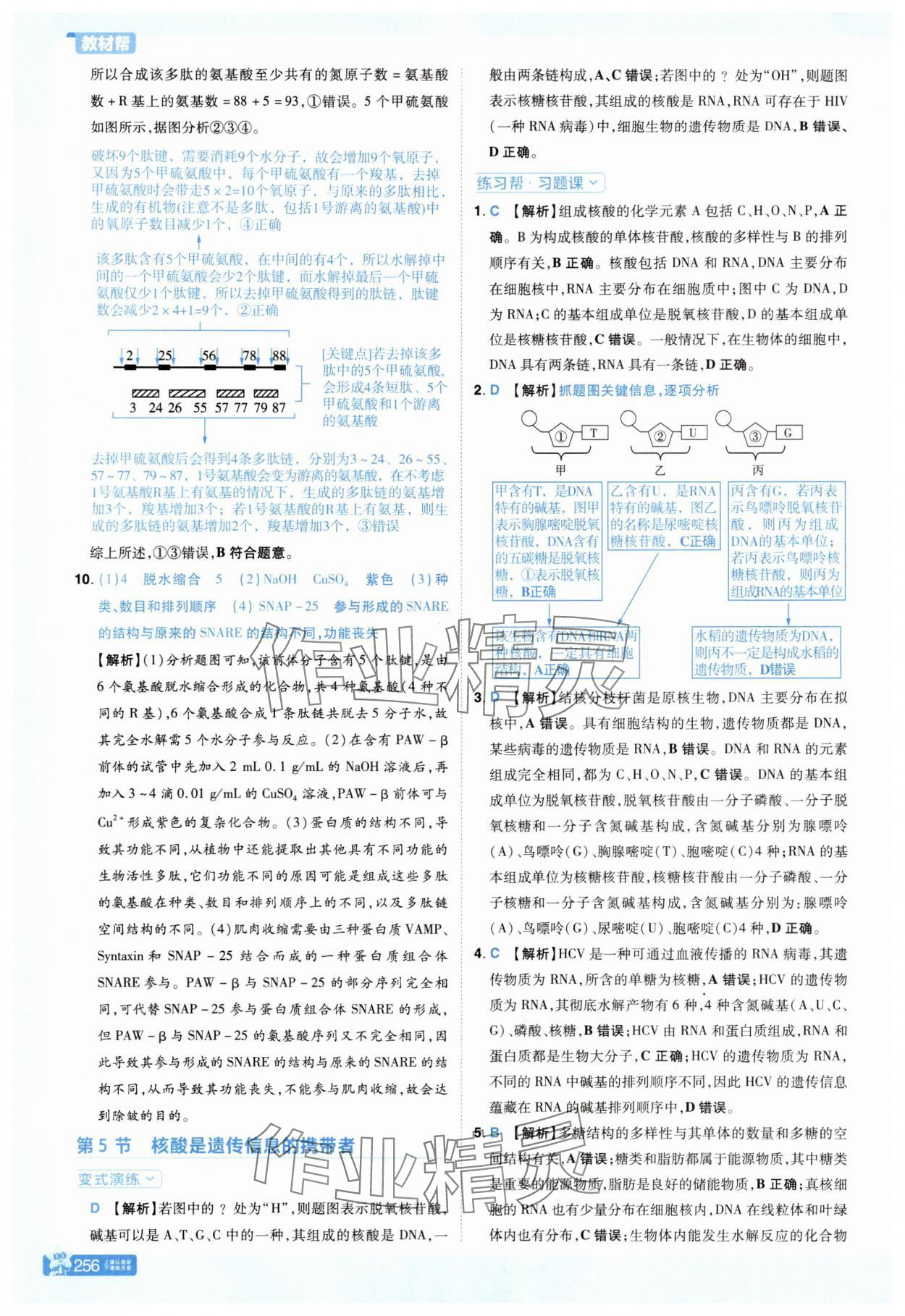 2025年教材幫高中生物必修1人教版 參考答案第11頁