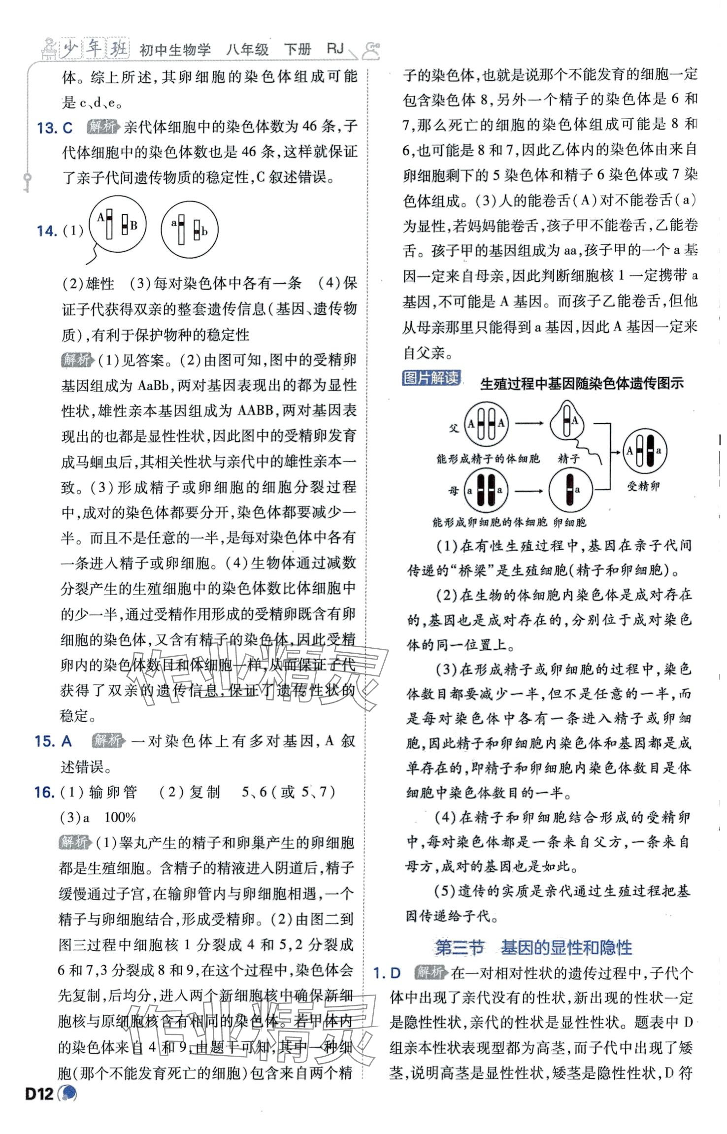 2024年少年班八年級生物下冊人教版 第12頁