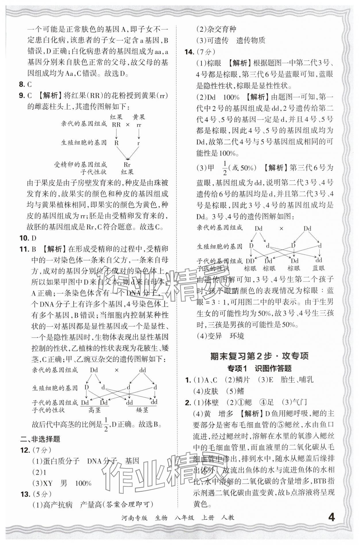 2024年王朝霞各地期末试卷精选八年级生物上册人教版河南专版 参考答案第4页