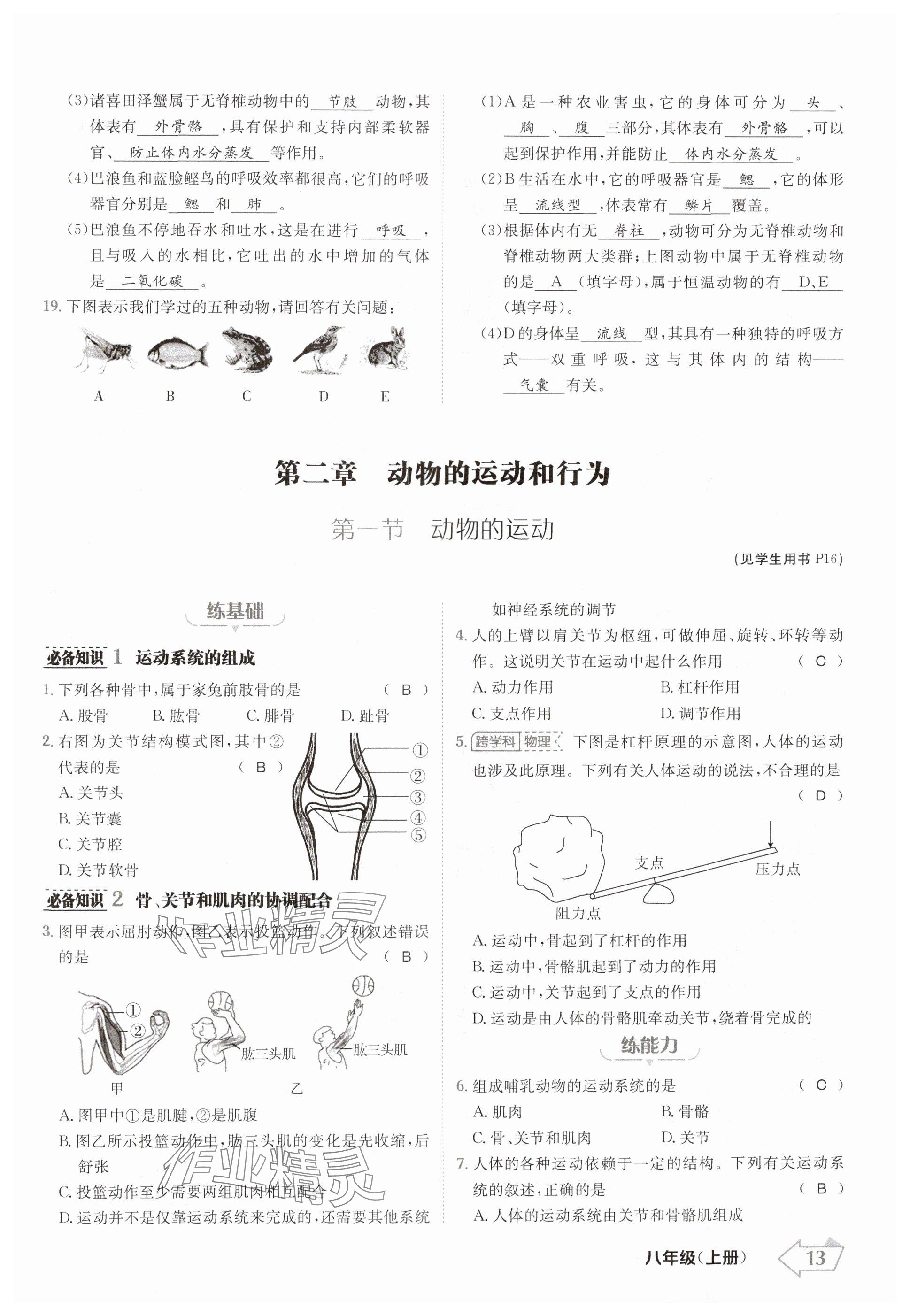 2024年金牌學(xué)練測八年級生物上冊人教版 參考答案第13頁