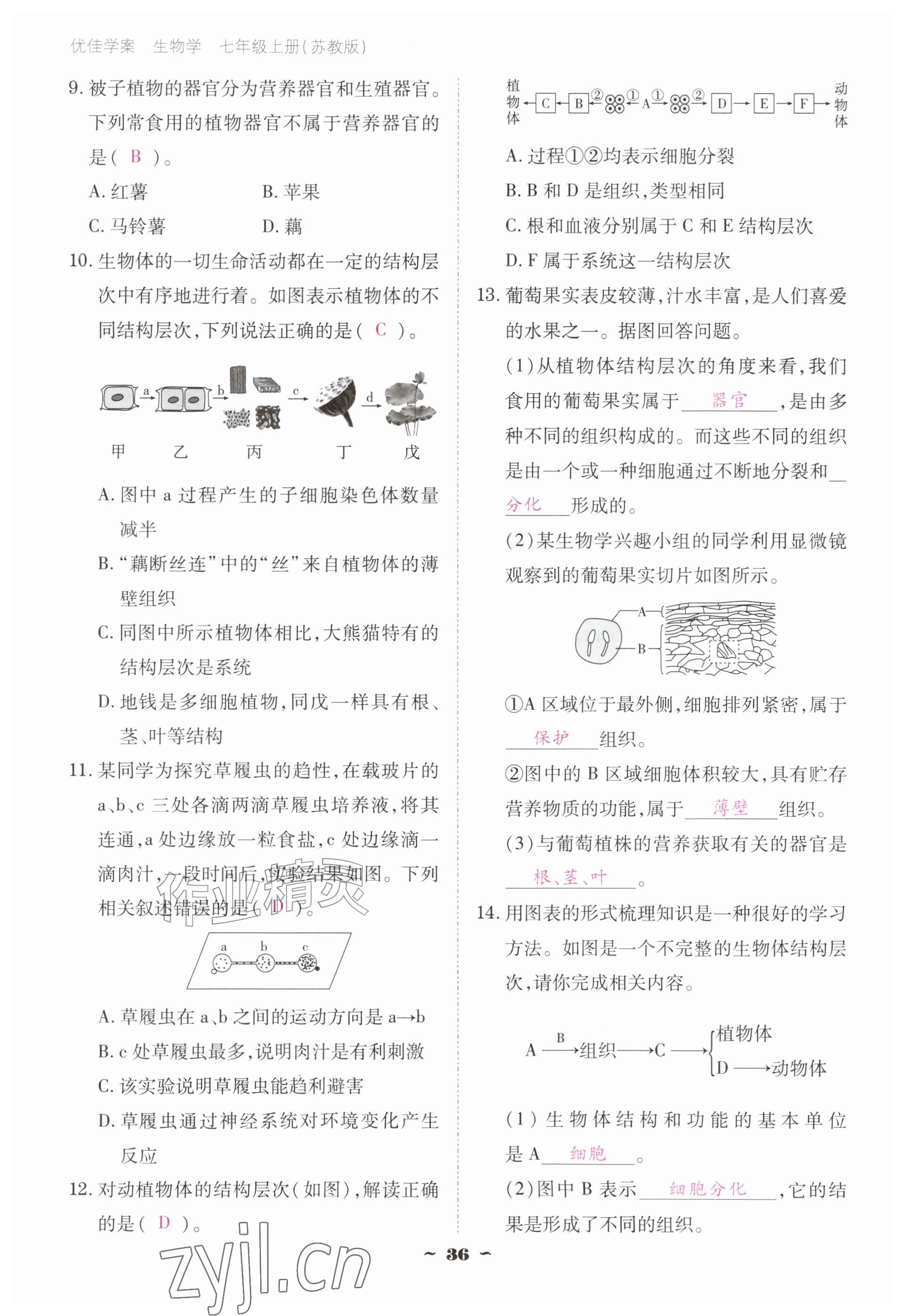 2026年云南省标准教辅优佳学案七年级历史上册人教版&nbsp;参考答案第36页