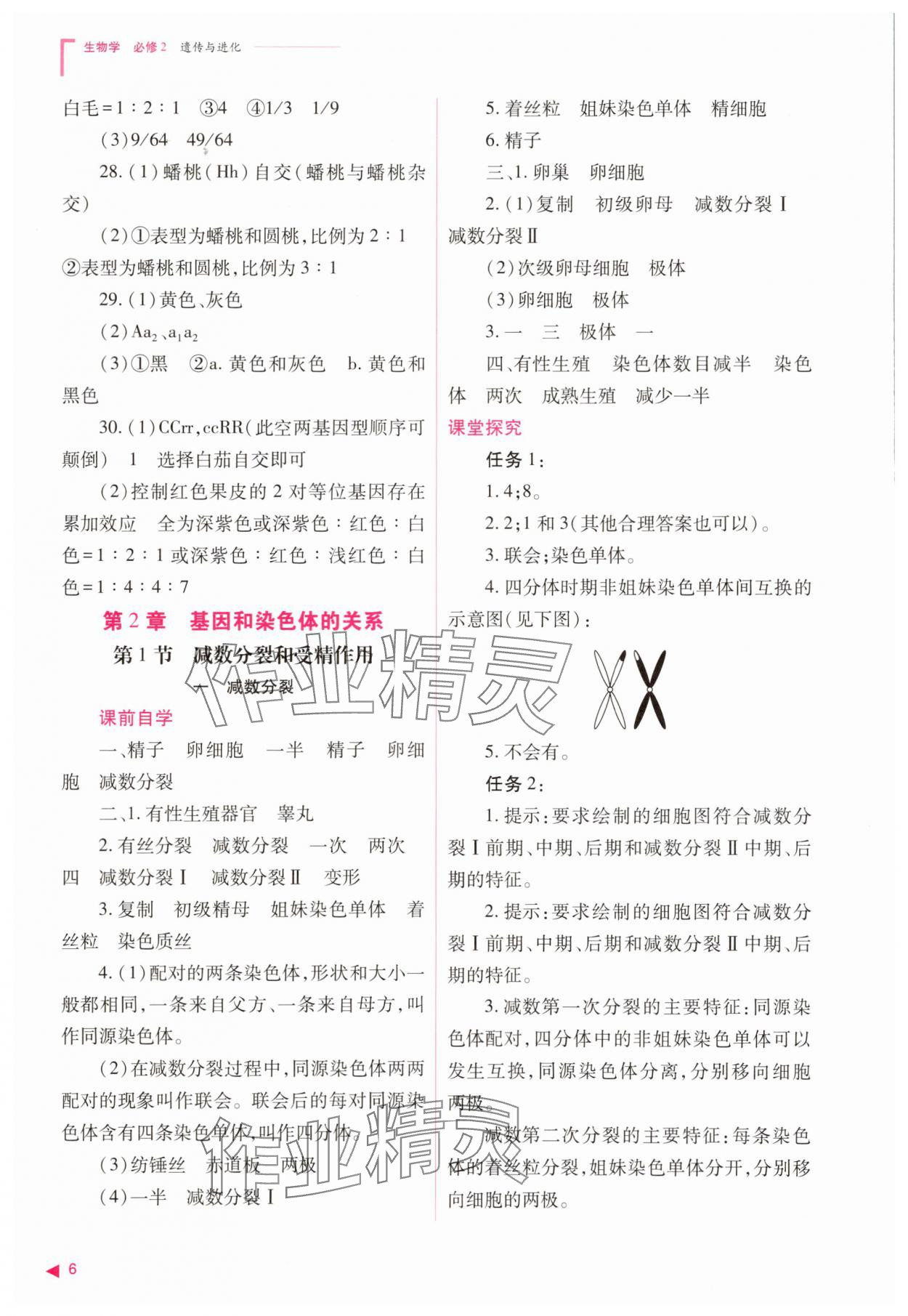 2025年普通高中同步練習(xí)冊高中生物必修2人教版 參考答案第6頁