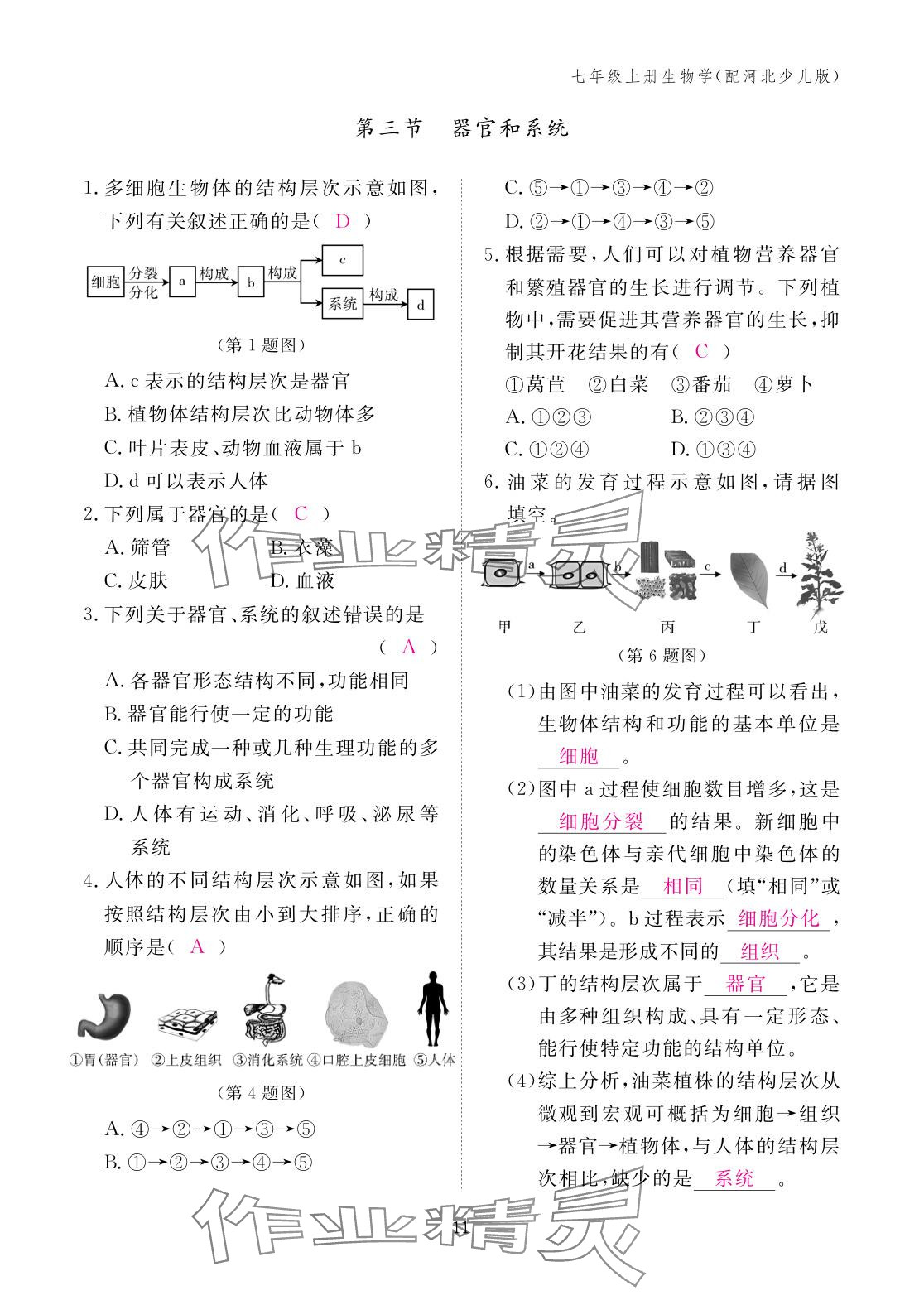 2025年作业本江西教育出版社七年级生物上册冀少版 参考答案第11页