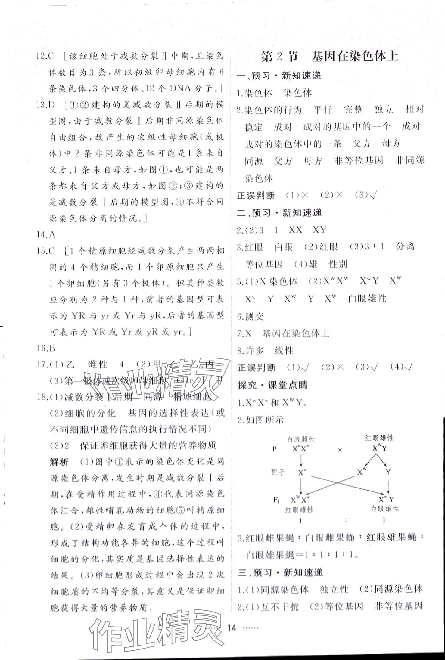 2024年三维随堂精练高中生物必修2人教版 第14页