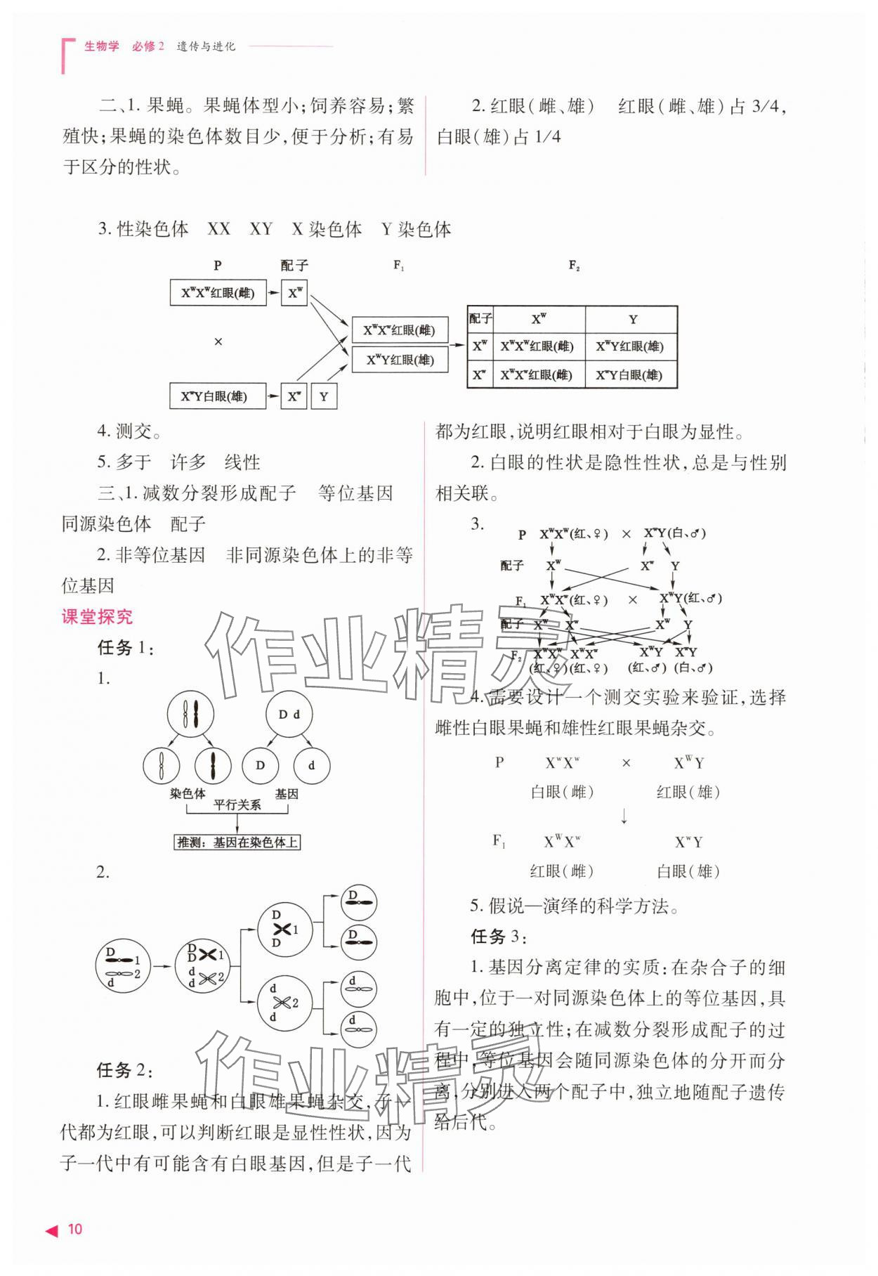 2025年普通高中同步練習冊高中生物必修2人教版 參考答案第10頁