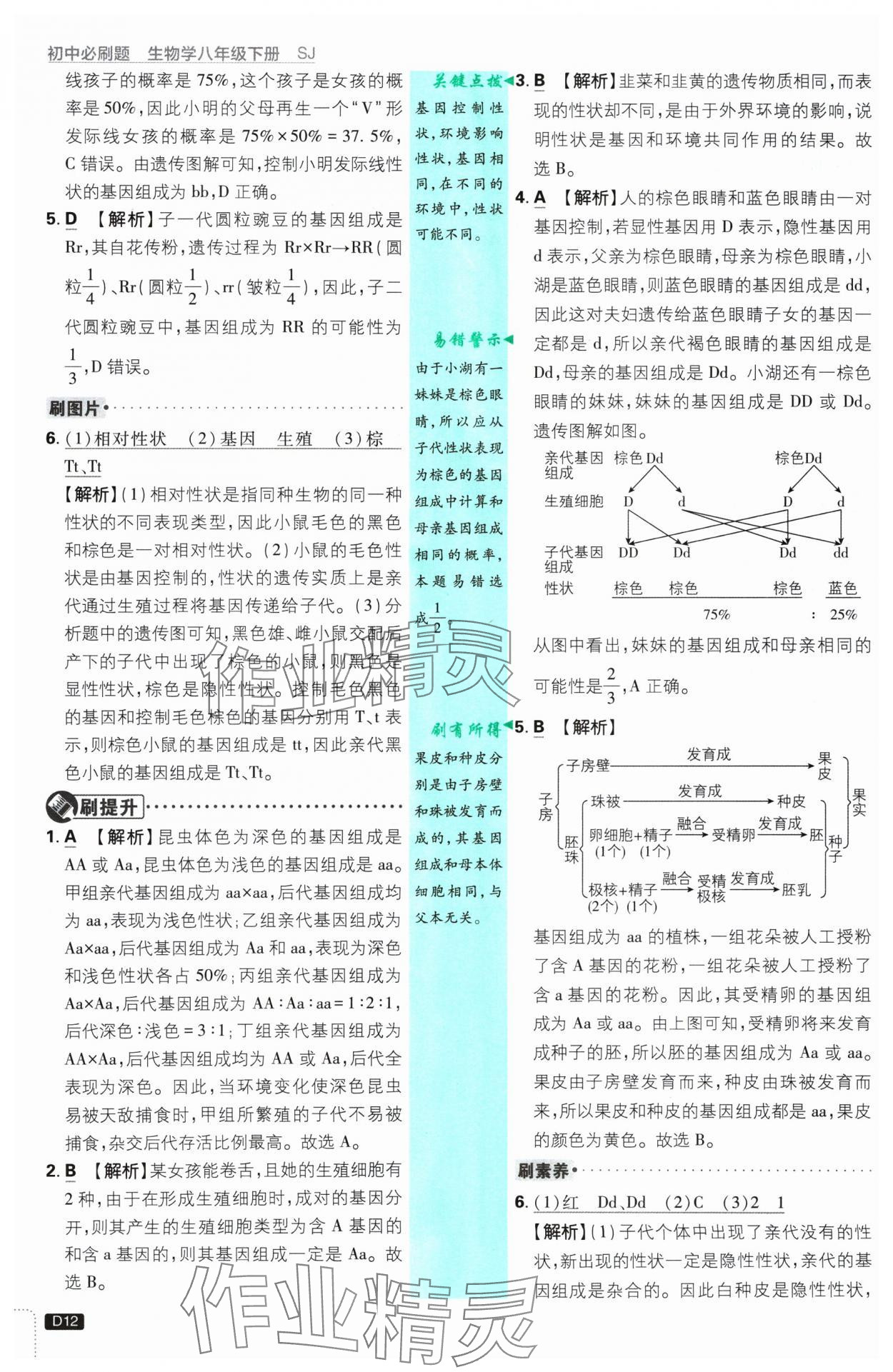 2025年初中必刷題八年級生物下冊蘇教版 參考答案第12頁