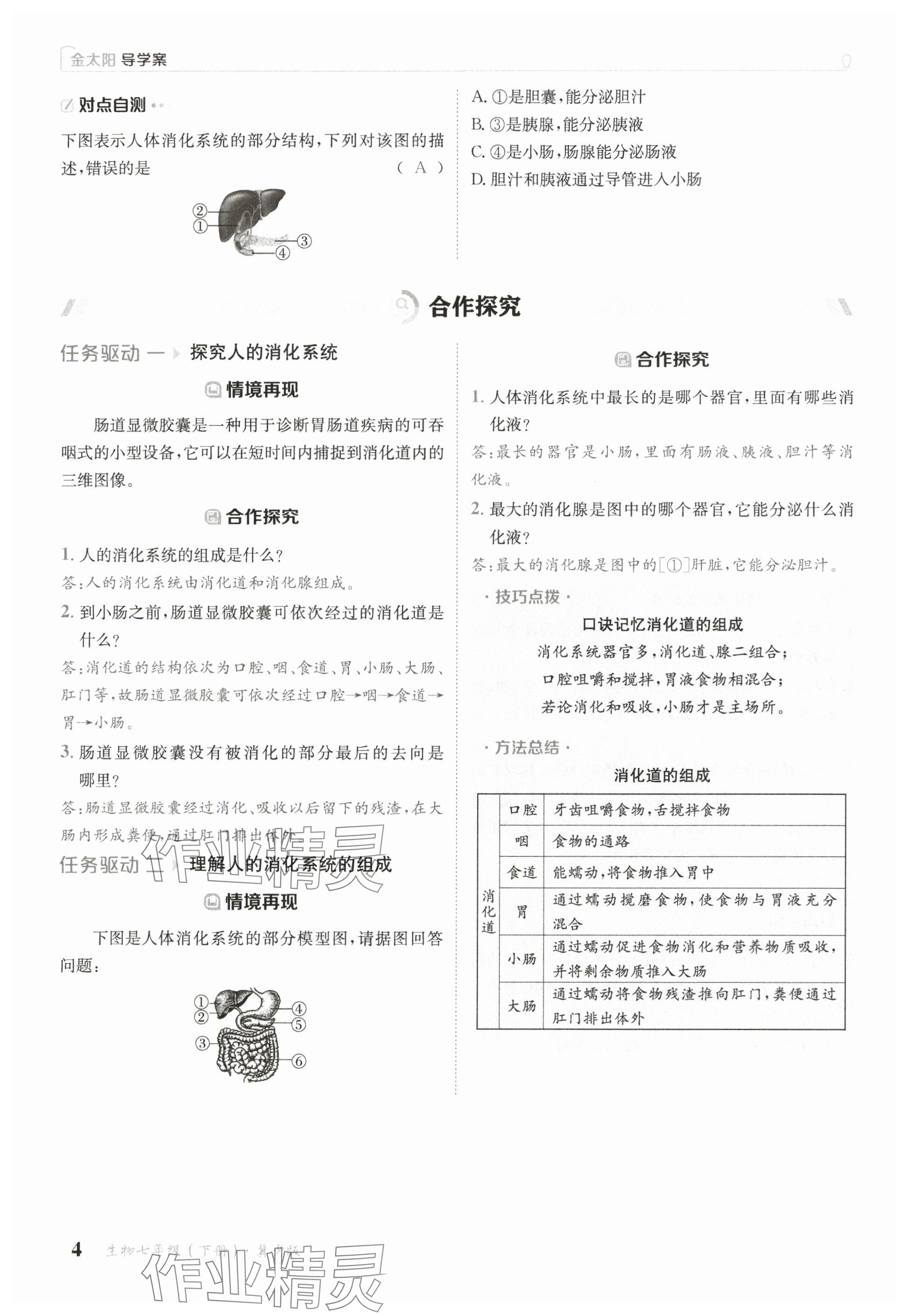 2025年金太陽導(dǎo)學(xué)案七年級生物下冊冀少版 參考答案第4頁