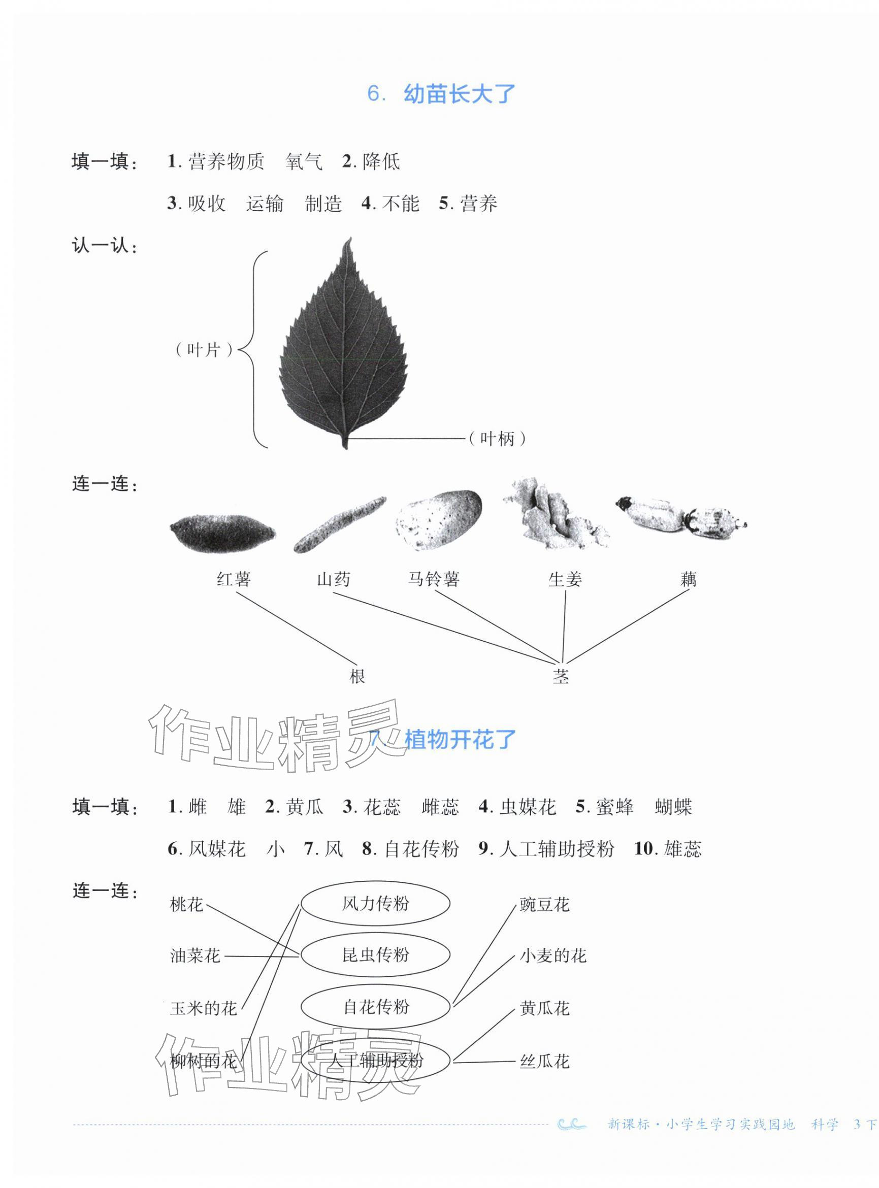 2026年小学生学习实践园地三年级科学下册苏教版&nbsp;第3页