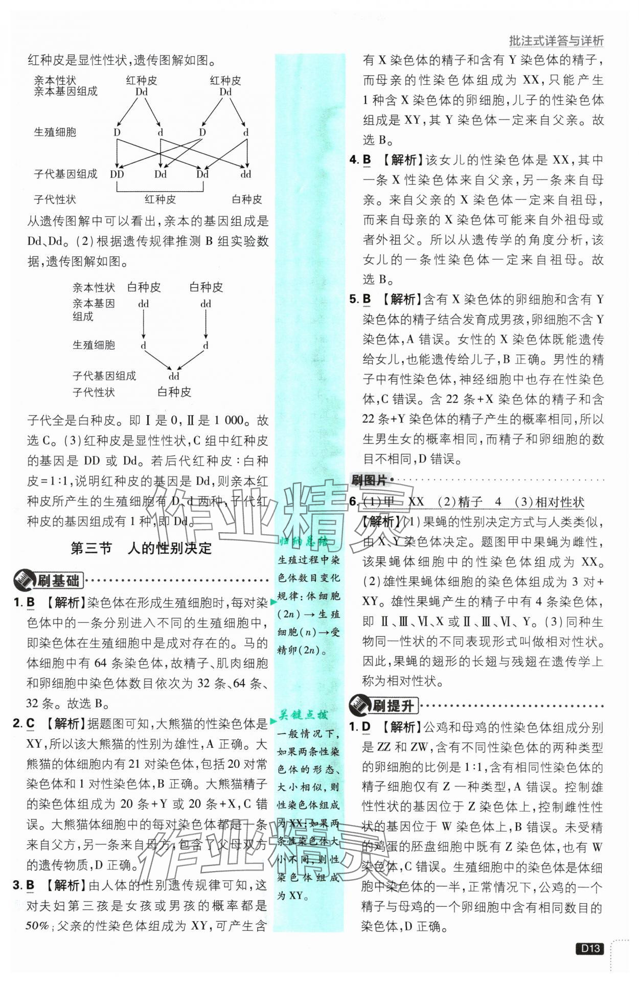 2025年初中必刷題八年級(jí)生物下冊(cè)蘇教版 參考答案第13頁