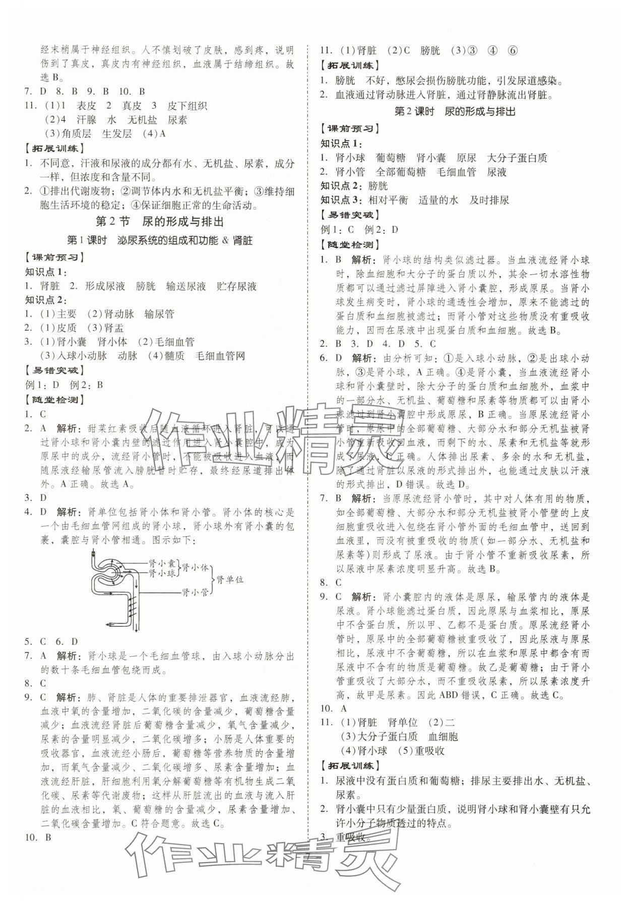 2025年金牌導學案七年級生物下冊北師大版 參考答案第7頁