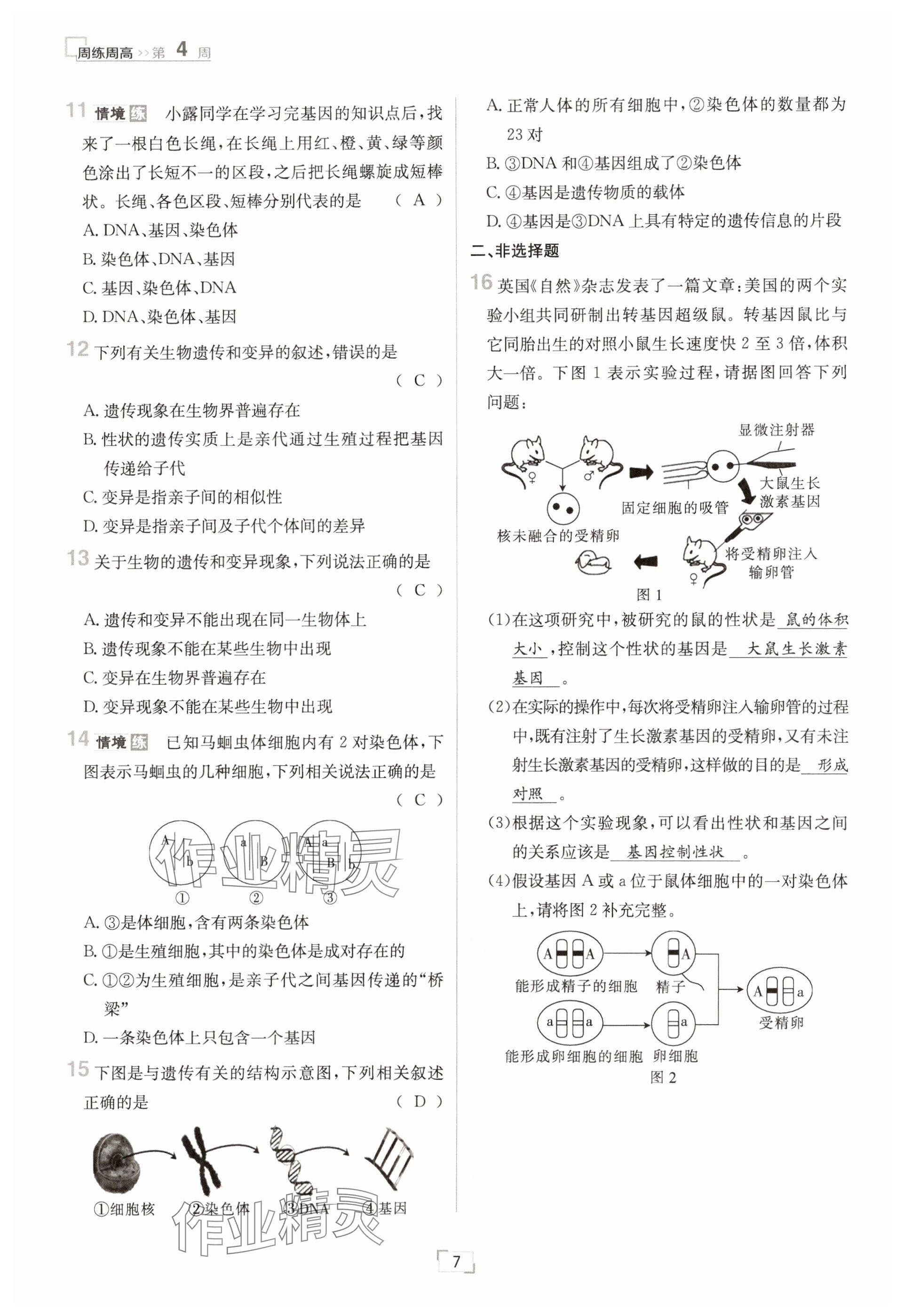 2025年日清周练八年级生物下册人教版&nbsp;参考答案第7页