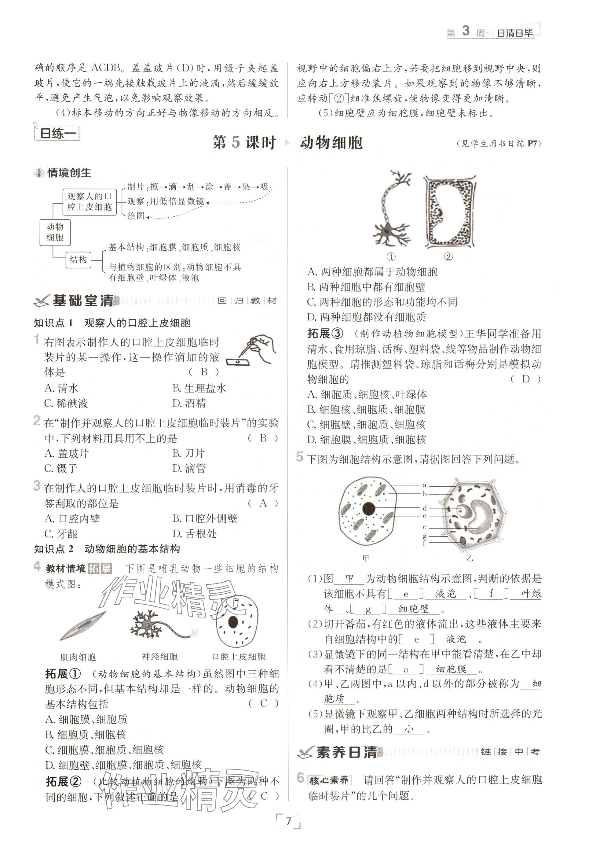 2024年日清周練七年級(jí)生物上冊(cè)人教版 參考答案第7頁(yè)