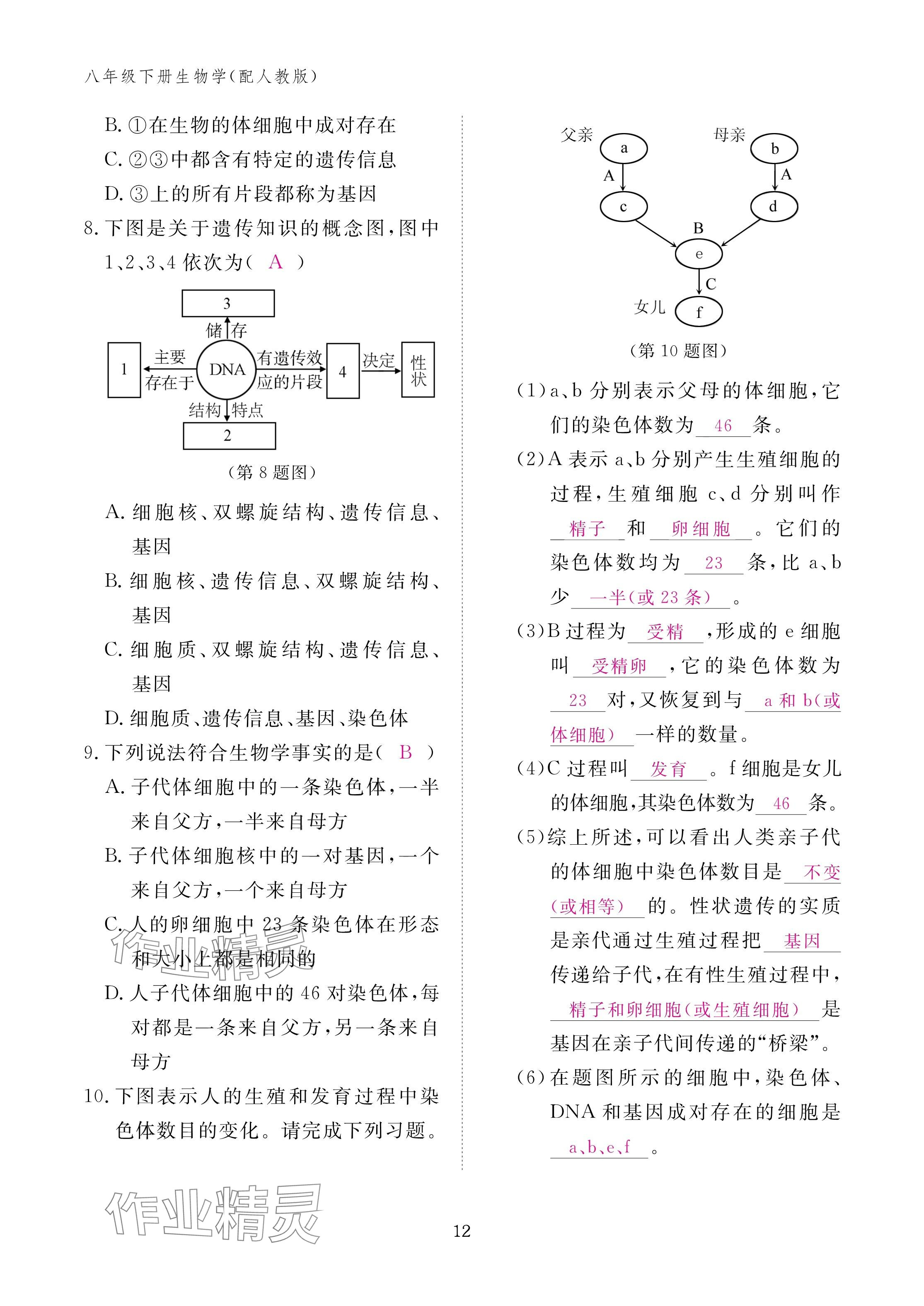 2025年作業本江西教育出版社八年級生物下冊人教版&nbsp;參考答案第12頁