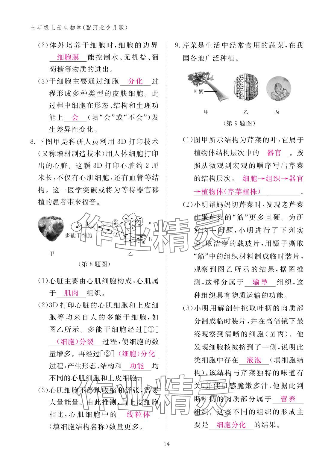 2025年作业本江西教育出版社七年级生物上册冀少版 参考答案第14页