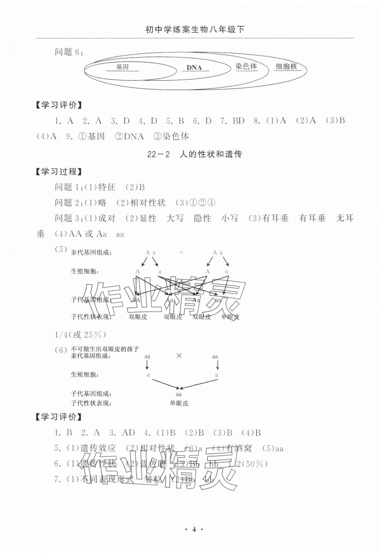 2025年初中學(xué)練案八年級(jí)生物下冊(cè)蘇教版 參考答案第4頁(yè)