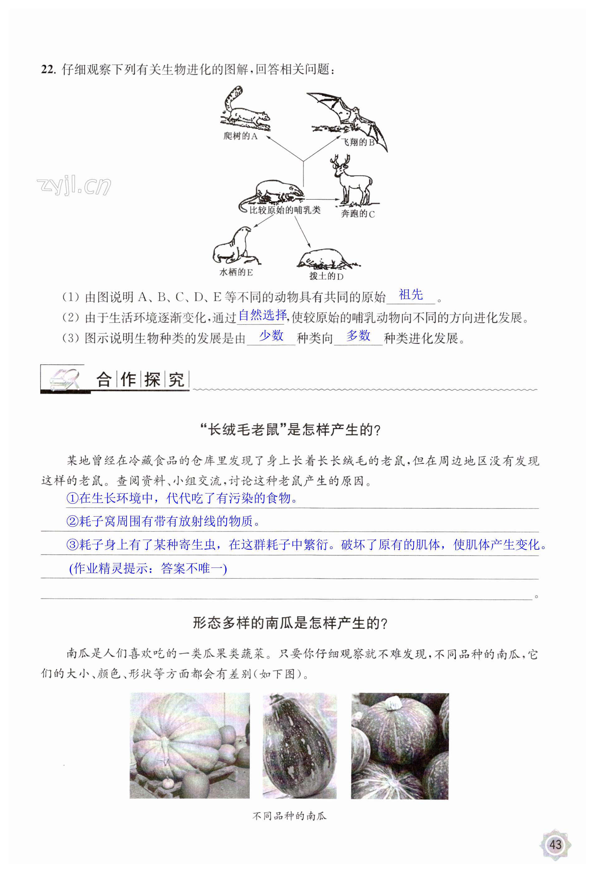 第43页