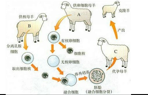 ��Ӣ�ҽ���