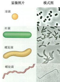 ��Ӣ�ҽ���