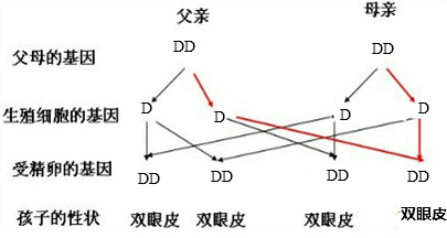 ��Ӣ�ҽ���