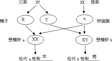 ��Ӣ�ҽ���