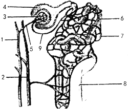  1 3 4 6 2 4 