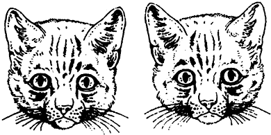 ��Ӣ�ҽ���