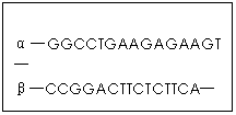 ı: DGGCCTGAAGAGAAGTD
¨DCCGGACTTCTCTTCAD
