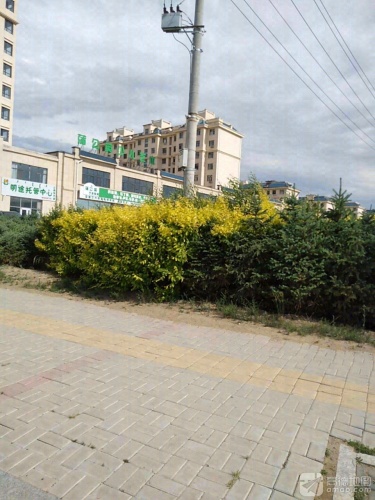 蒲公英少儿艺术