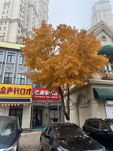 弦雅古筝馆