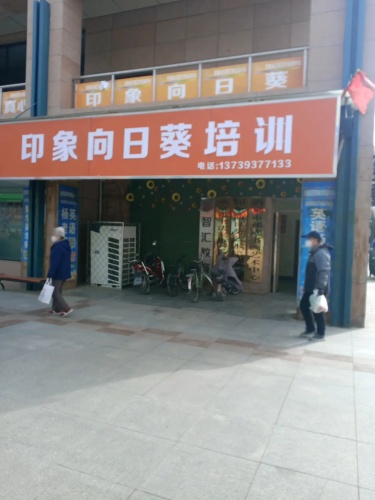 印象向日葵培训