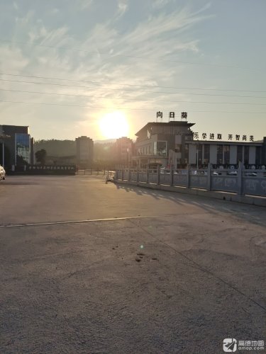 黄梅向日葵研学实践教育营地