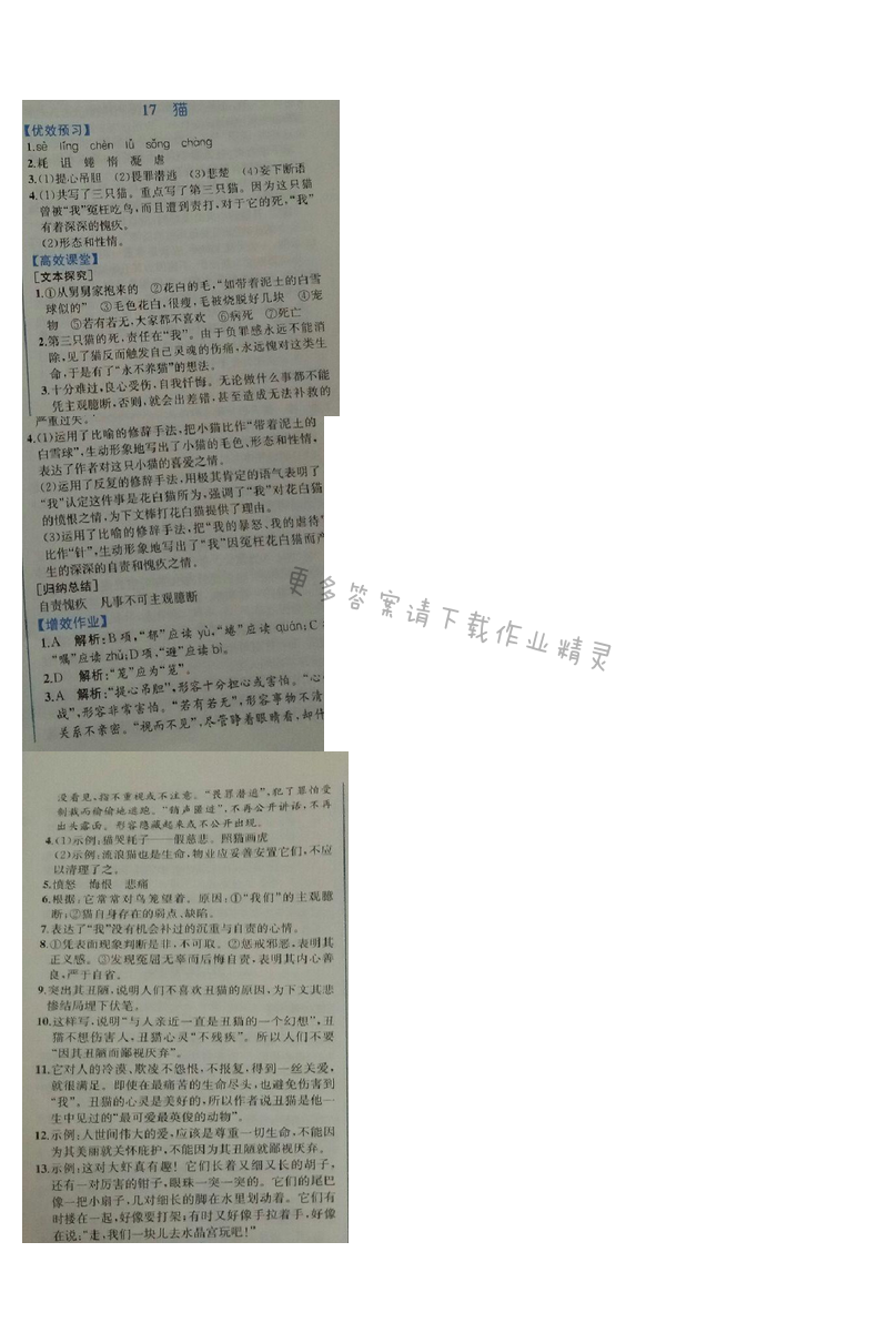 金学典同步解析与测评七年级语文上册（人教版）17.猫