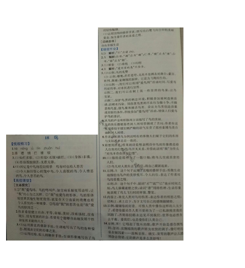 金学典同步解析与测评七年级语文上册（人教版）18.鸟