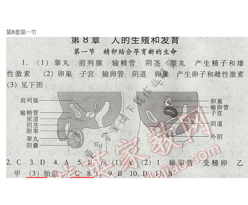 七下 苏教版生物第8章第一节补充习题答案