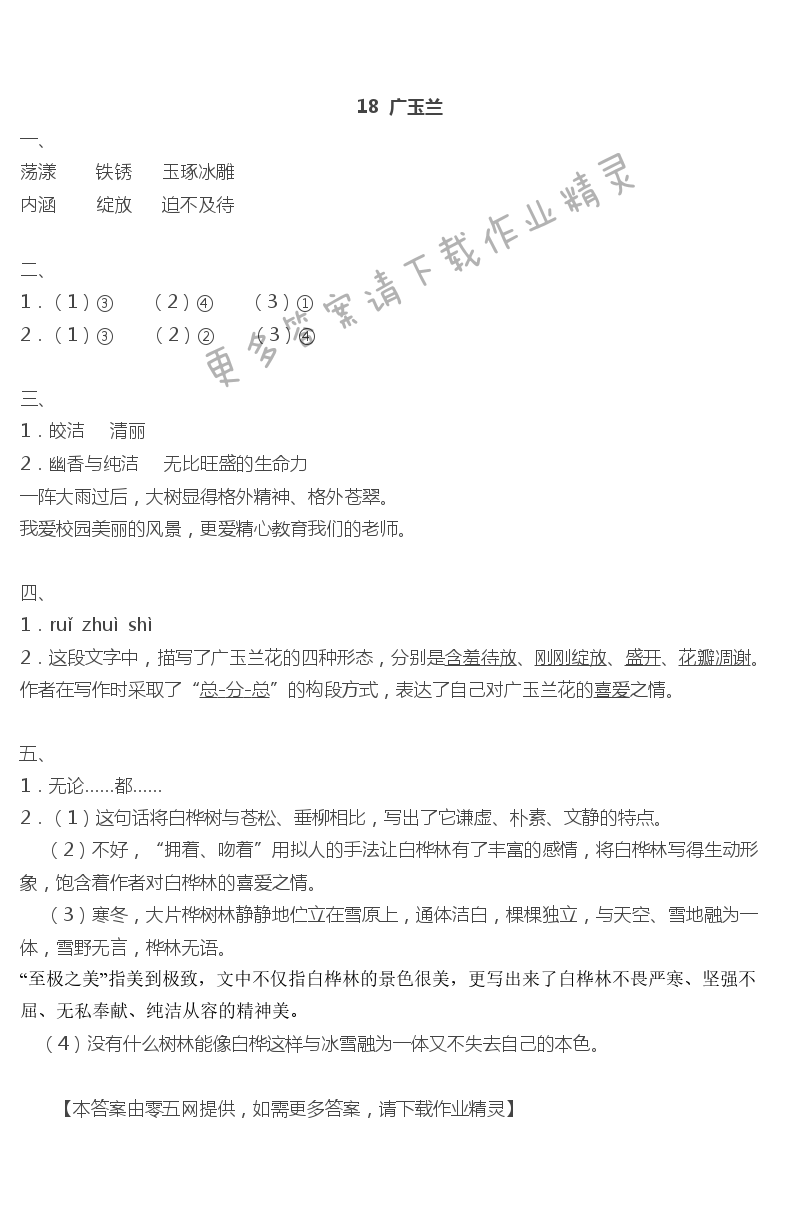 18广玉兰 - 18  广玉兰