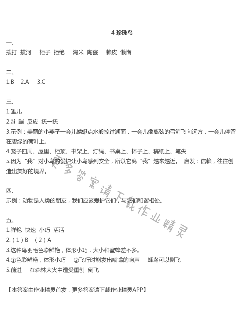 4珍珠鸟 - 4 珍珠鸟