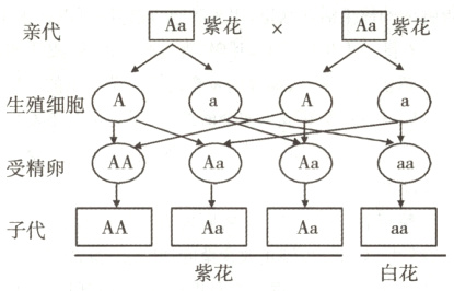 AAAa子代紫花白花