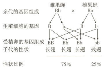 子代的性状长翅长翅长翅残翅性状比例25%75%