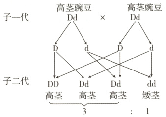 DdDdddDD高茎高茎高茎矮茎