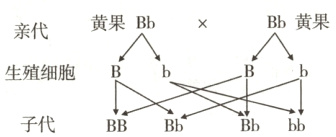 生殖细胞子代BBBbBbbb