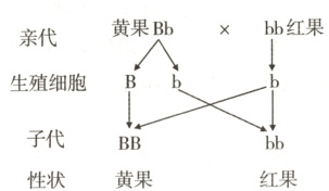 子代BBbb红果性状黄果